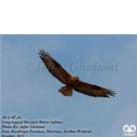 گونه سارگپه پا بلند Long-legged Buzzard